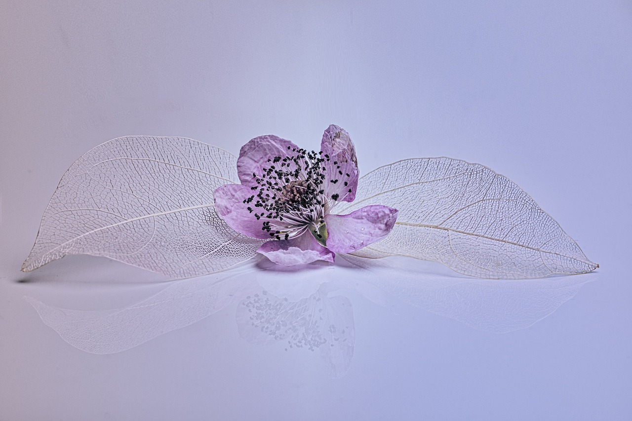 Image - blossom bloom leaf flower plant