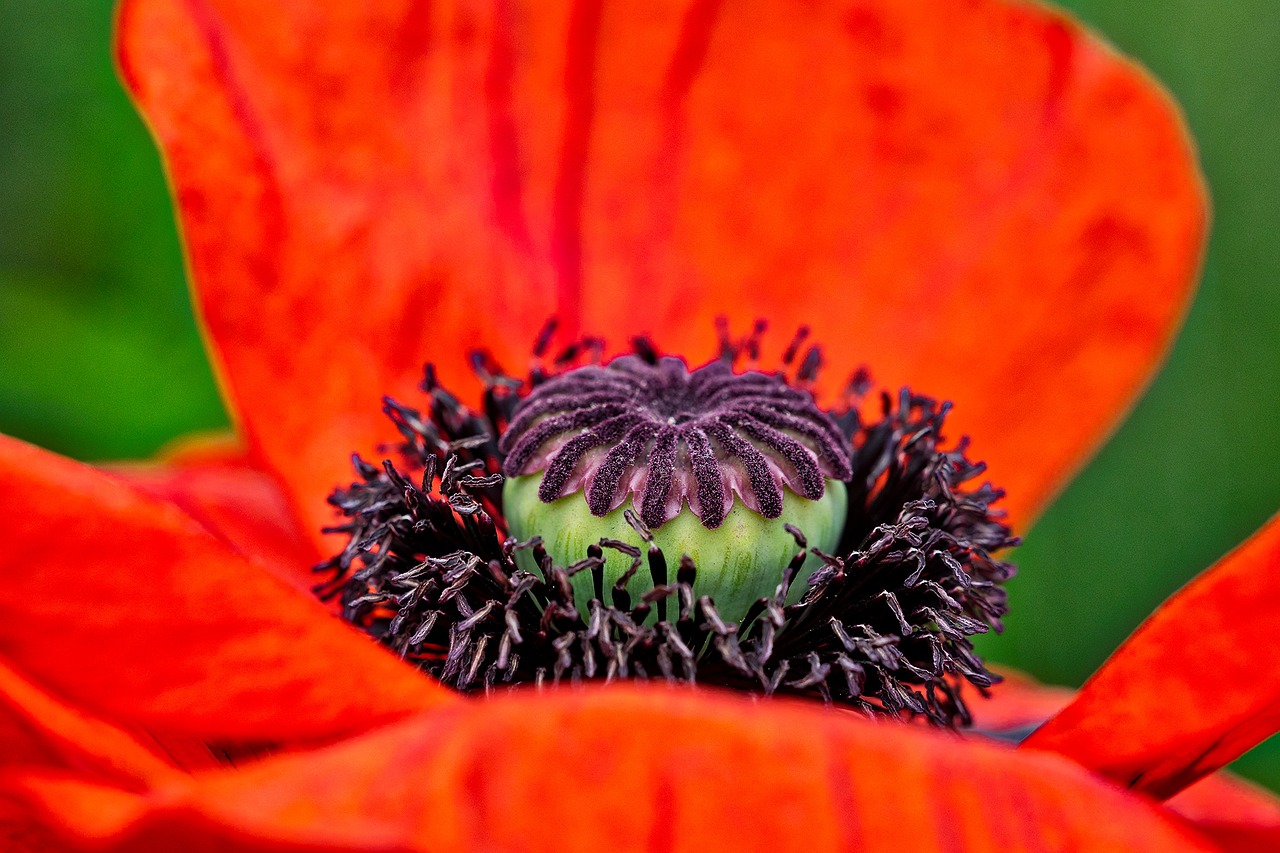 Image - poppy bleed red poppy flower