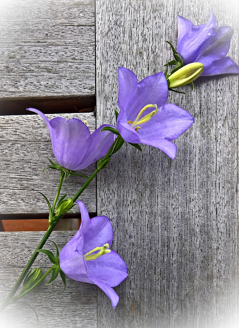 Image - flower bellflower shrub