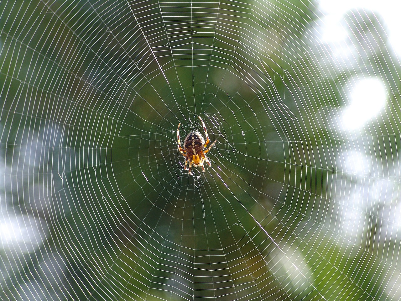 Image - spider nature close animal garden