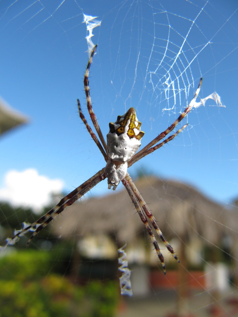 Image - argiope argentata spider