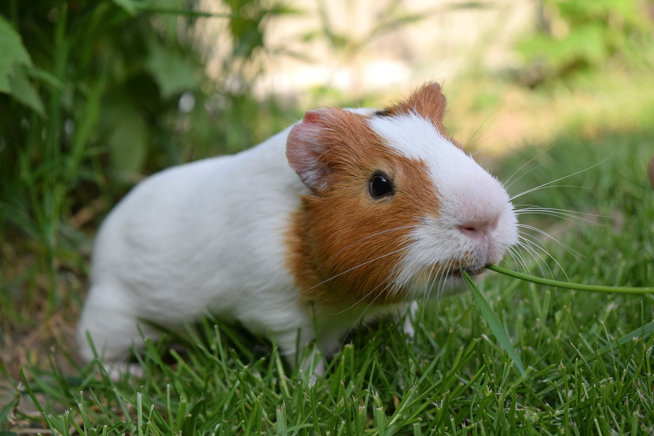 Image - guinea pig pig cute pet funny