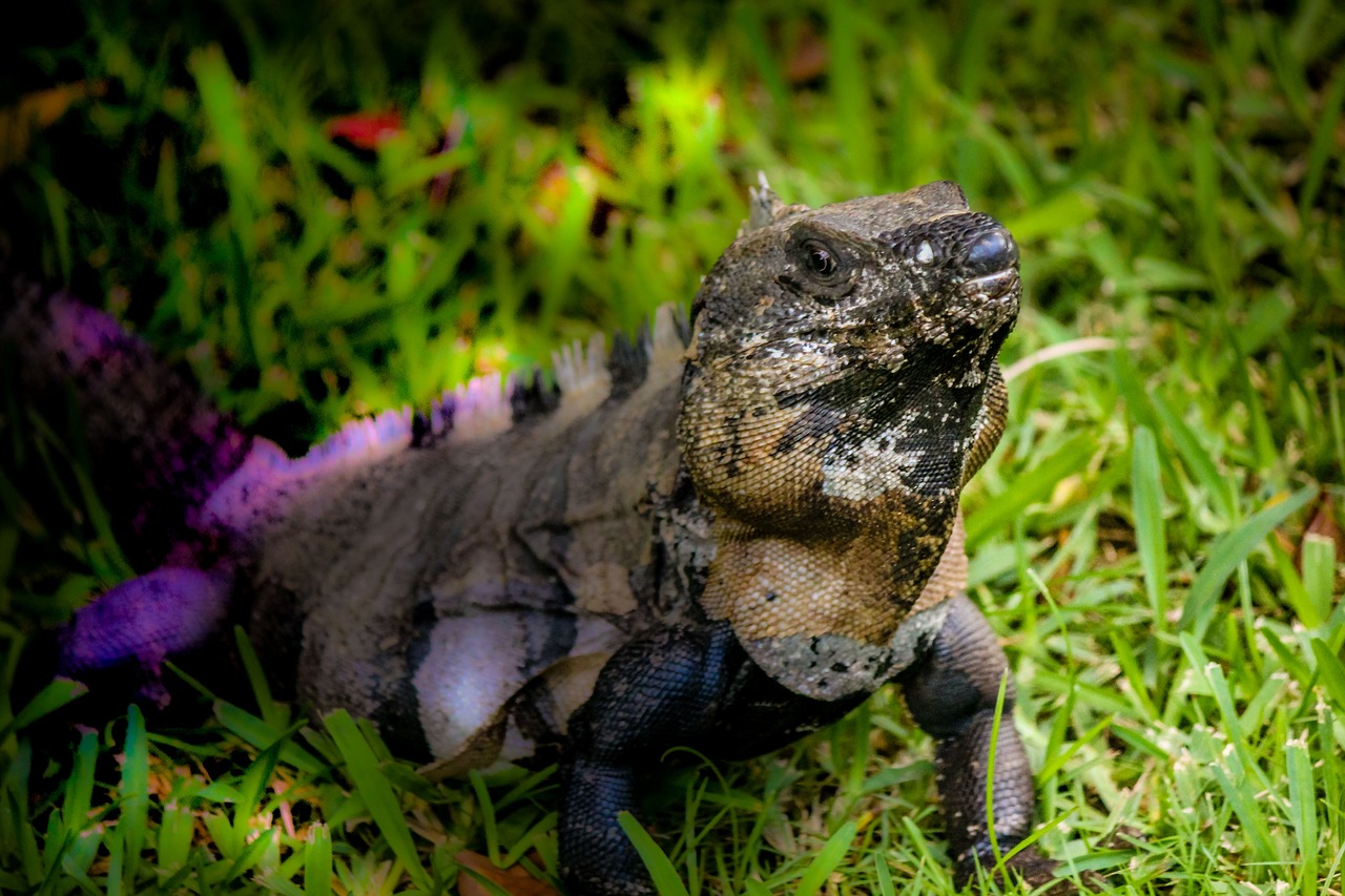 Image - iguana mexico yucatan