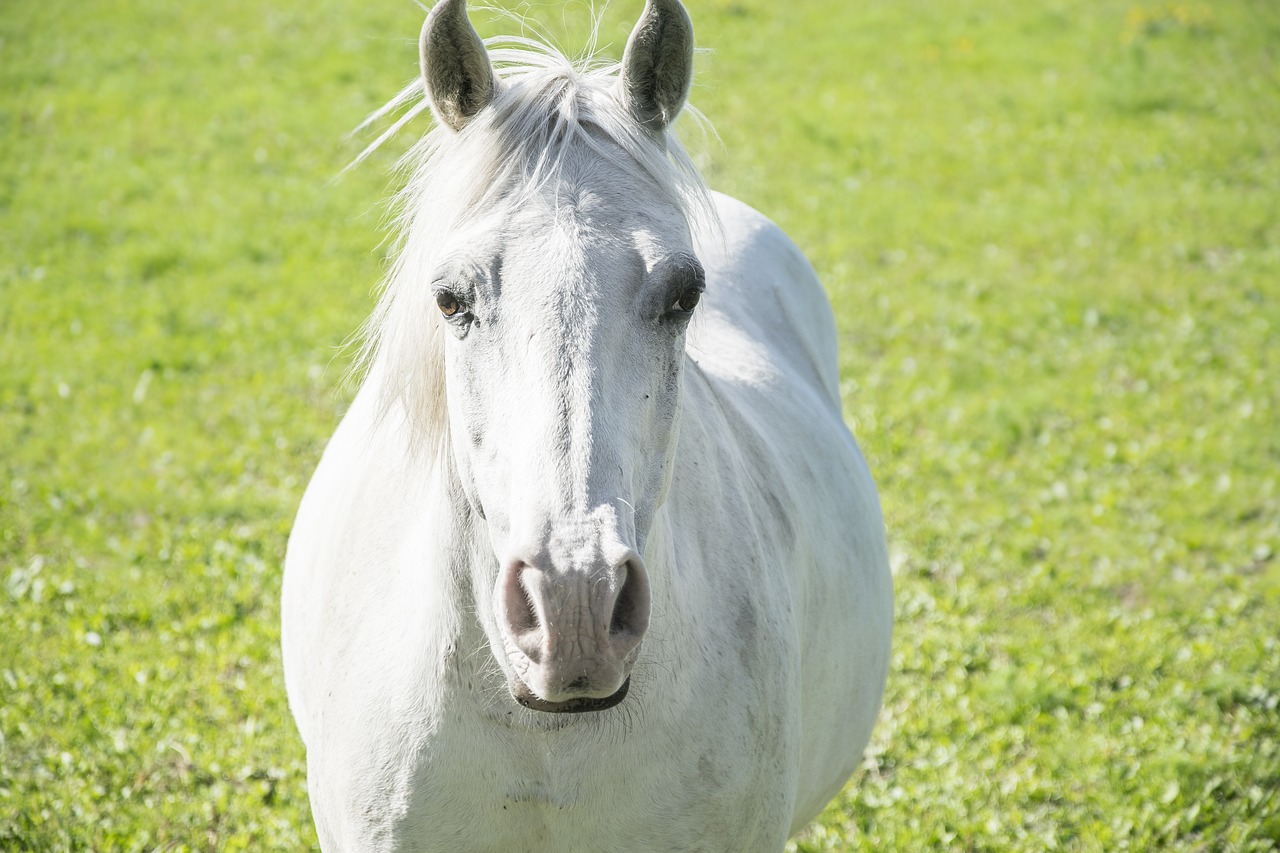 Image - white horse field animal farm