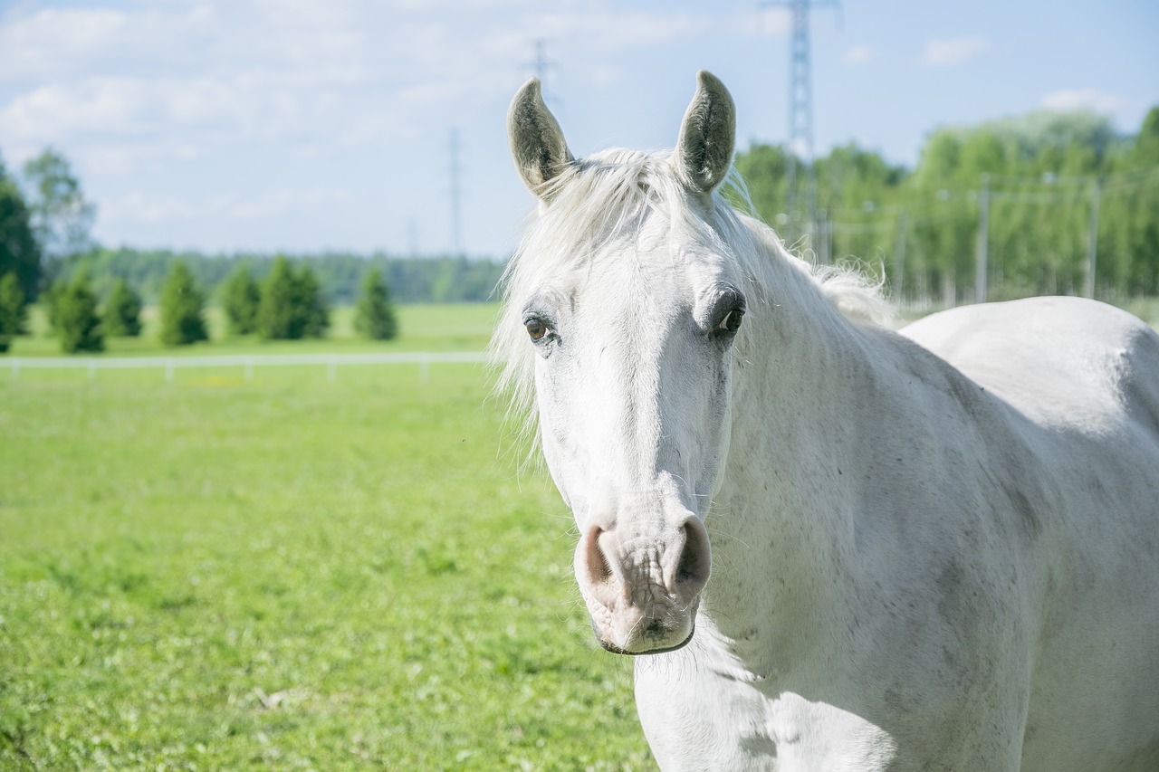 Image - white horse field animal farm