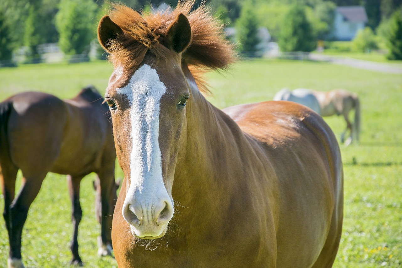 Image - brown horse field animal farm