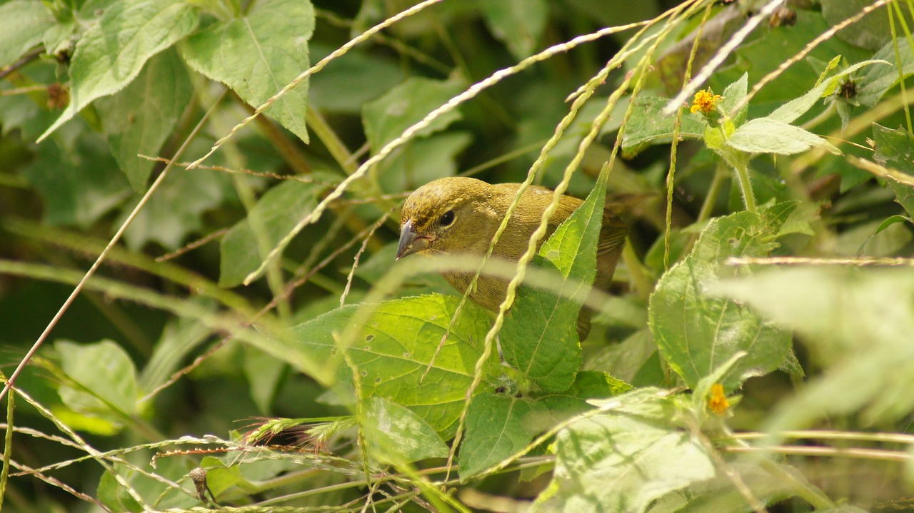 Image - nature animals armenia quindio