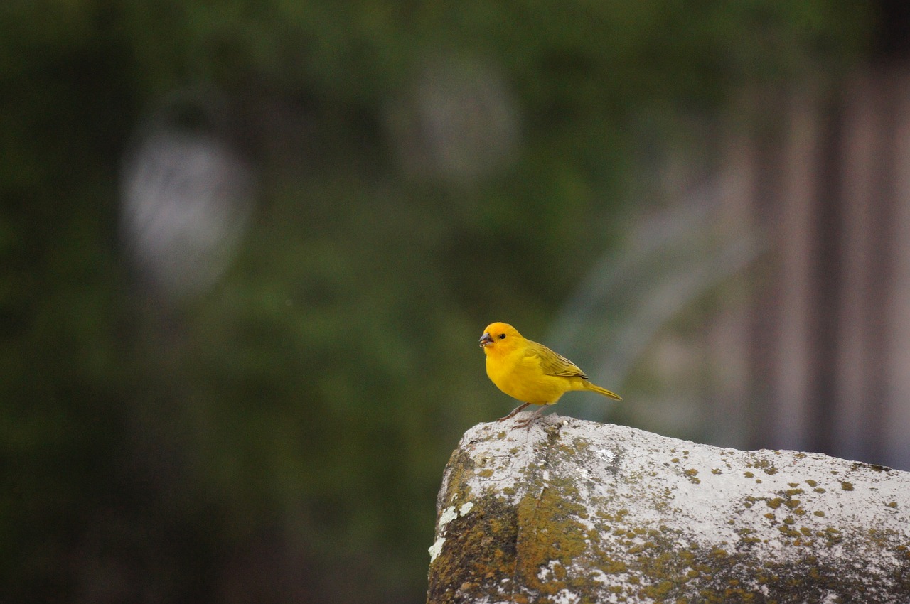 Image - nature animals armenia quindio