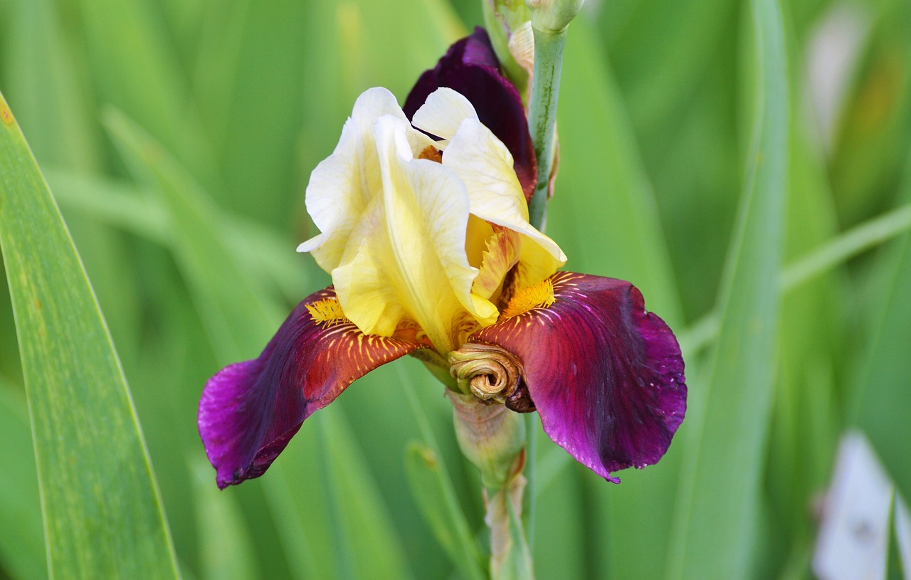 Image - iris flower lily blossom bloom