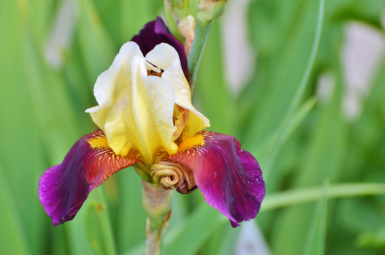 Image - iris flower lily blossom bloom