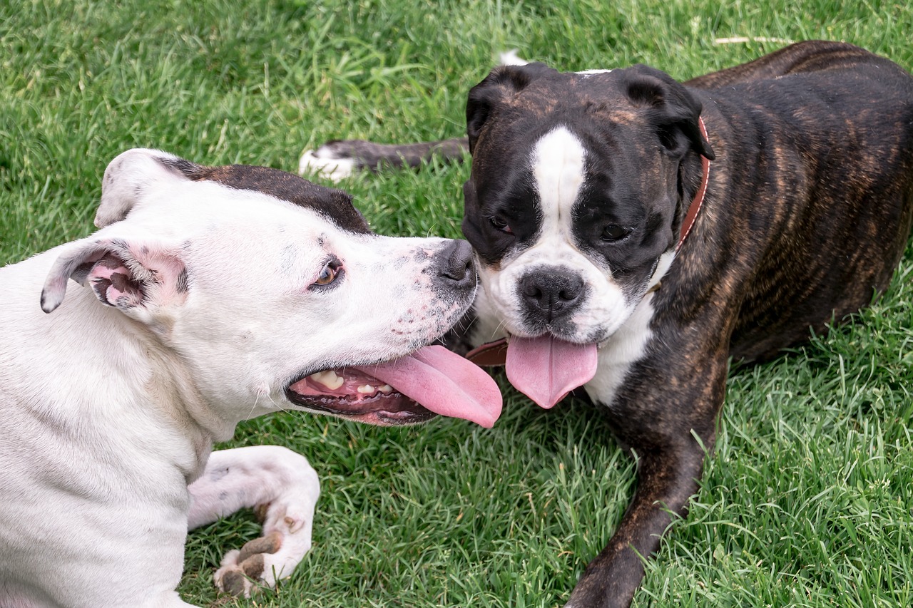 Image - dogs american stafford