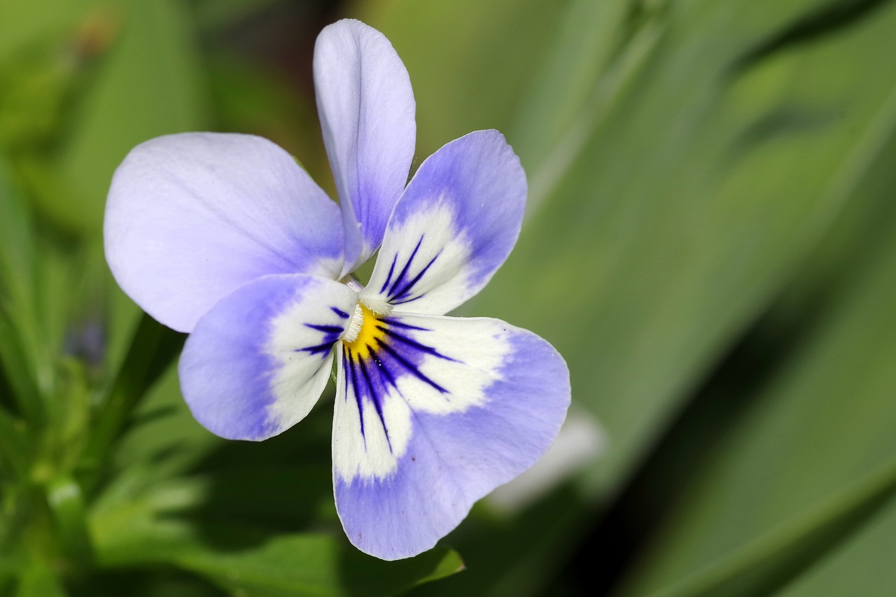 Image - pansy flower blue white violet