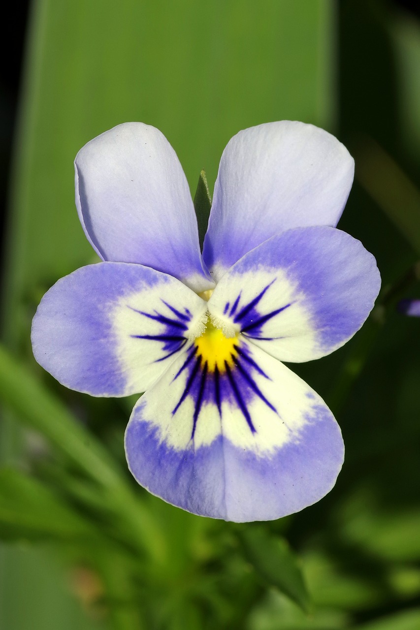 Image - pansy flower blue white violet