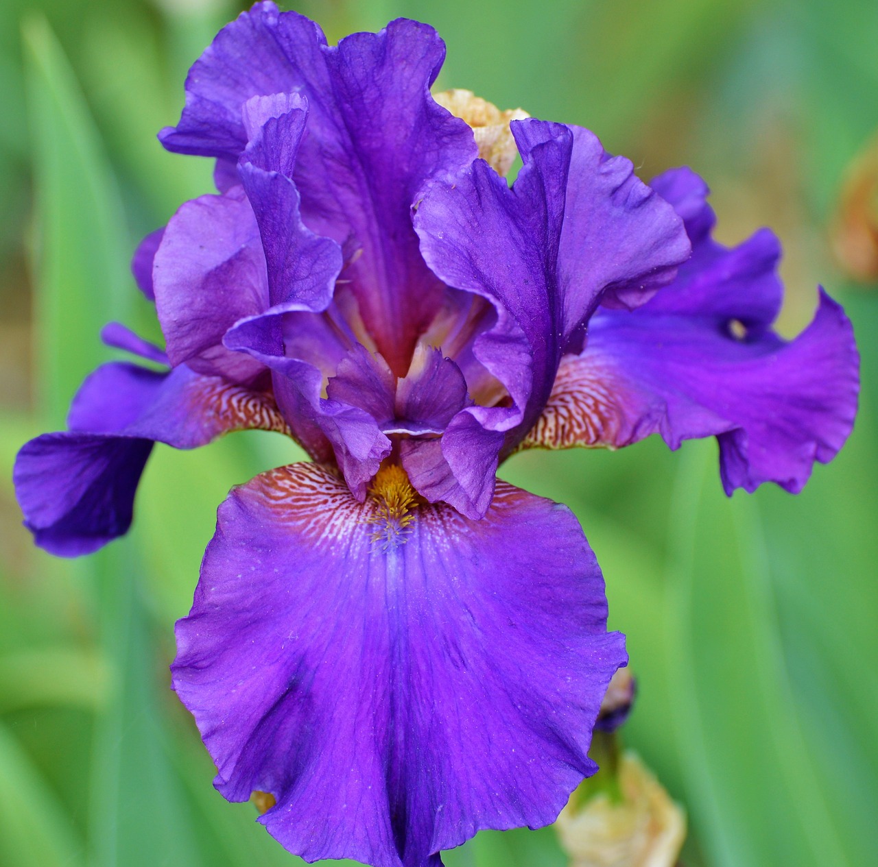 Image - iris flower lily blossom bloom