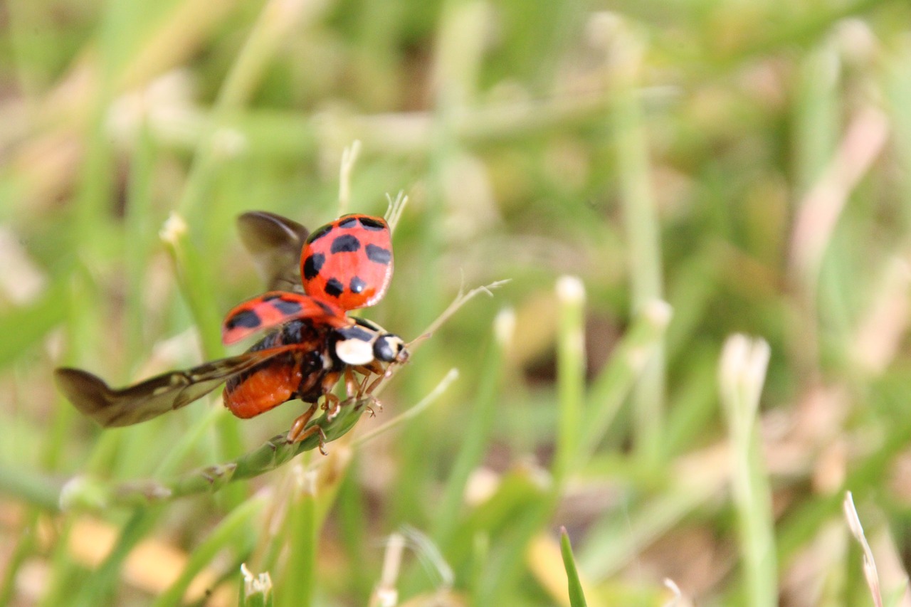 Image - ladybug departure grass red beetle