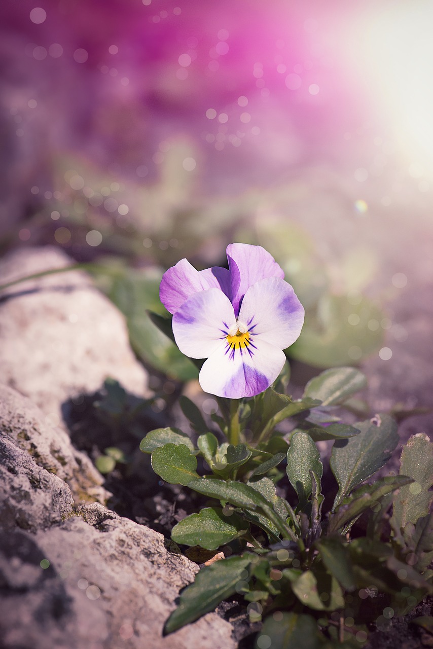 Image - violet pansy blossom bloom spring