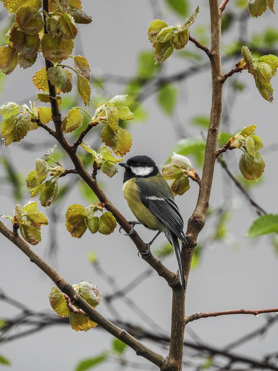 Image - great tit parus major bird wildlife