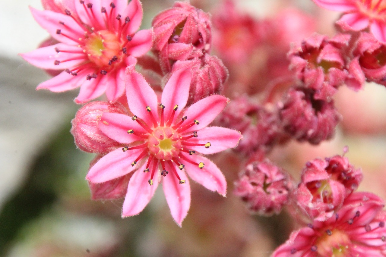 Image - wurz blossom bloom stone garden