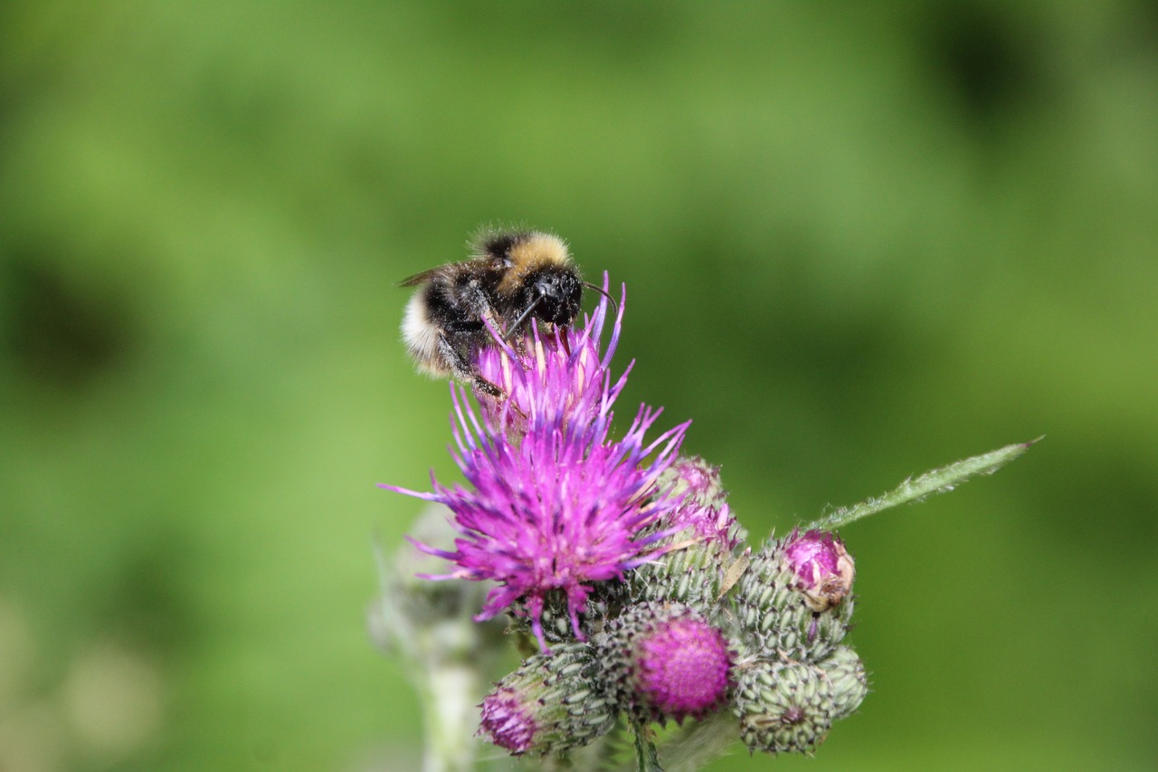 Image - hummel thistle insect blossom