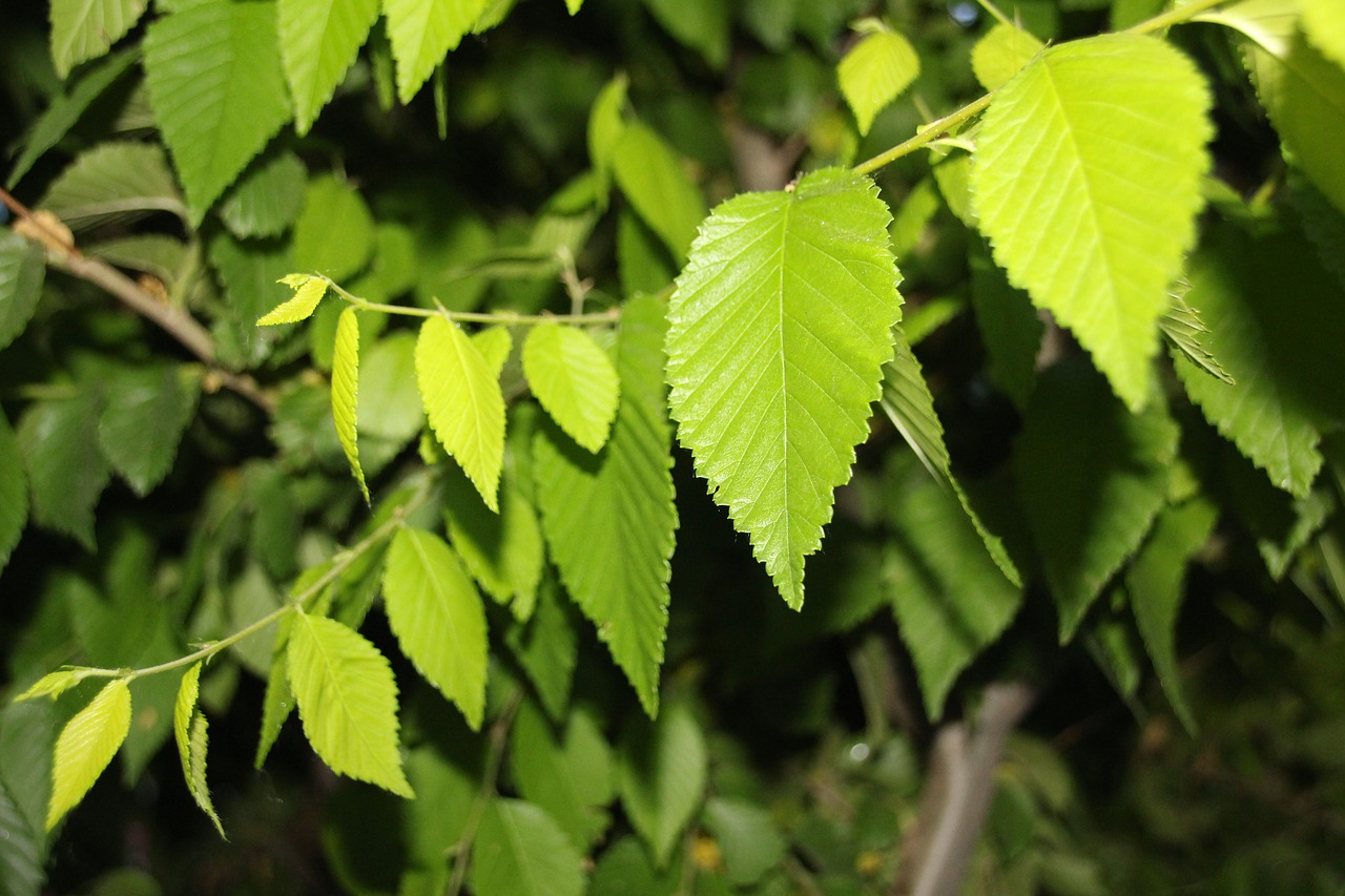 Image - green background eye leaf