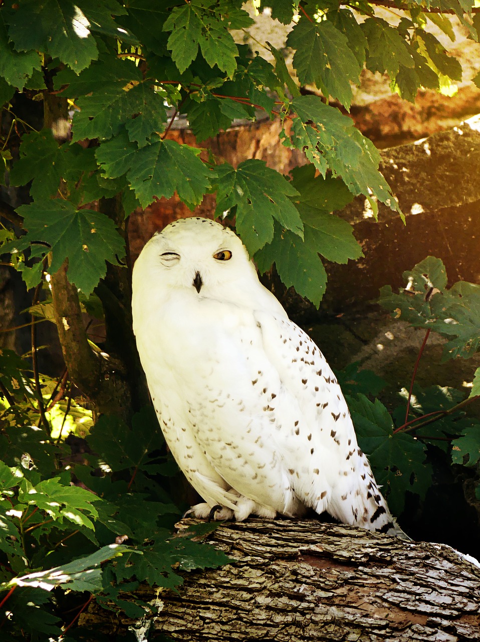 Image - owl snowy owl bird feather