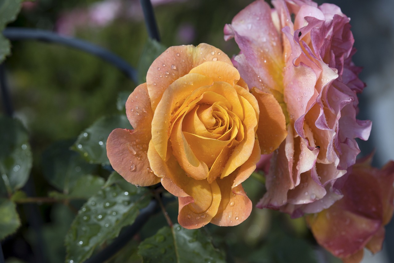 Image - rose flower b pink rose blooms