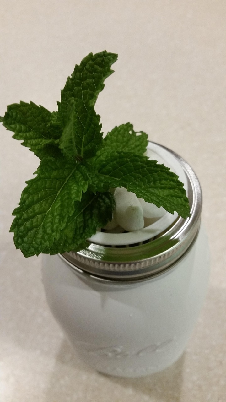 Image - mint mason jar hydroponics