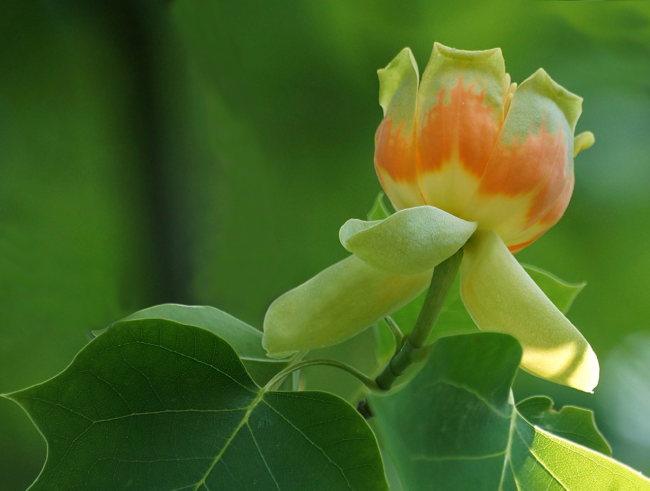 Image - tree american tulip tree flowers