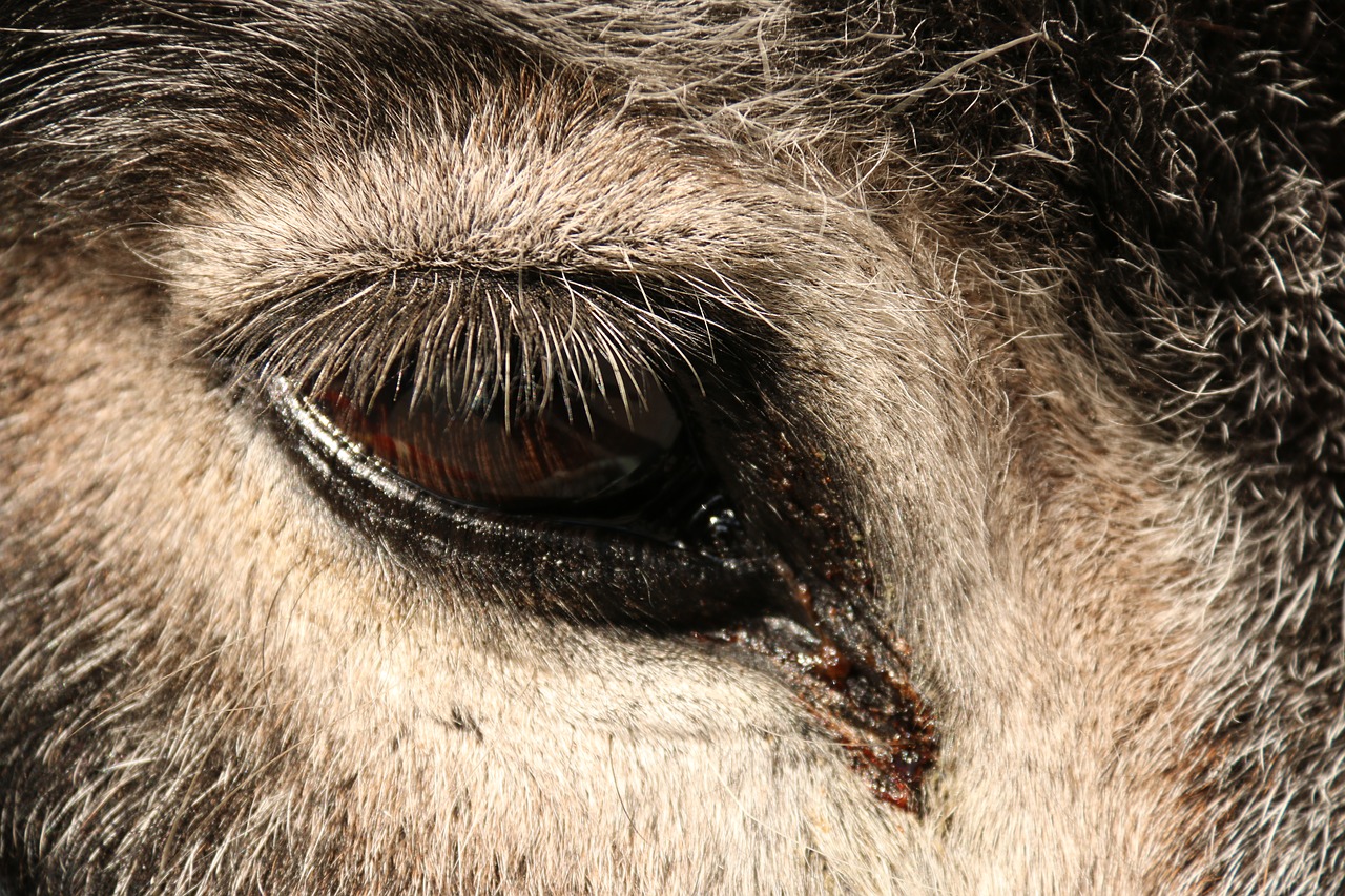Image - donkey eye close up
