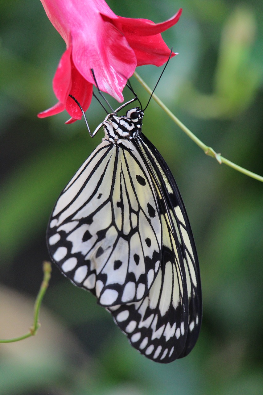 Image - butterlfy bug wildlife