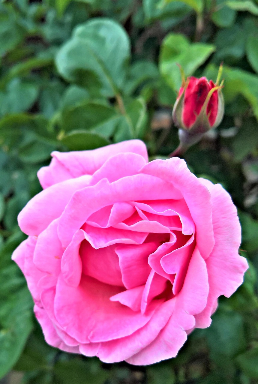 Image - rose flower blossom bloom pink