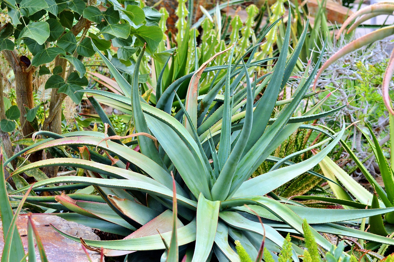 Image - agave cactus succulent spur