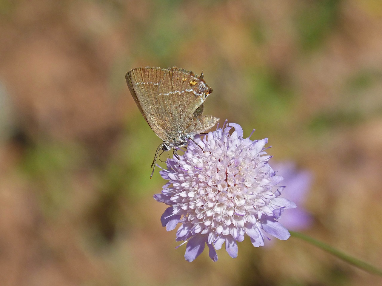 Image - satyrium esculi wild flower libar