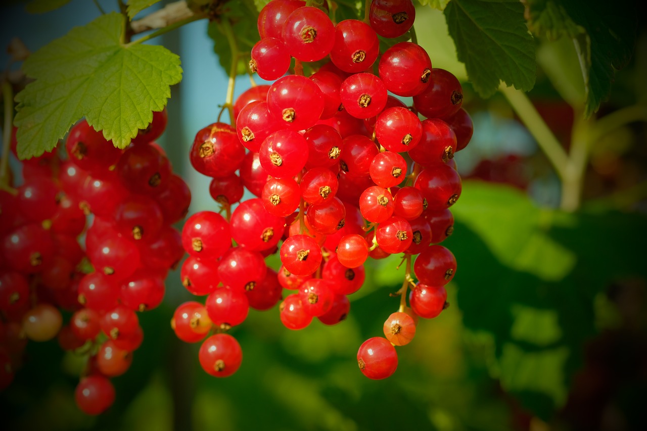 Image - currants berries red currant fruit