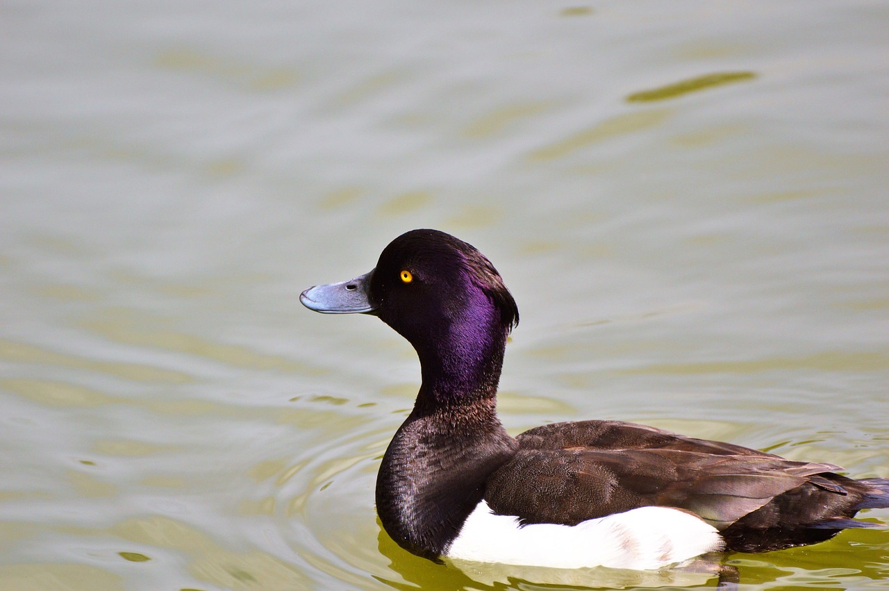 Image - duck water bird row pension