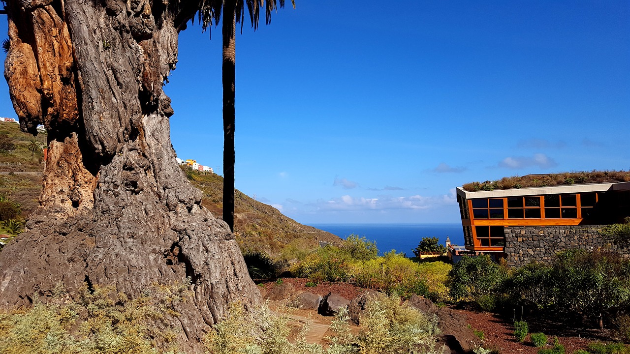 Image - drago milenario dragon tree tenerife