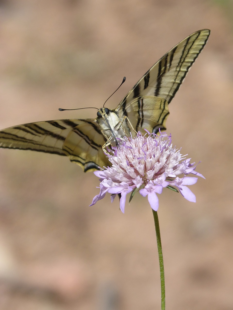 Image - papilio machaon butterfly machaon