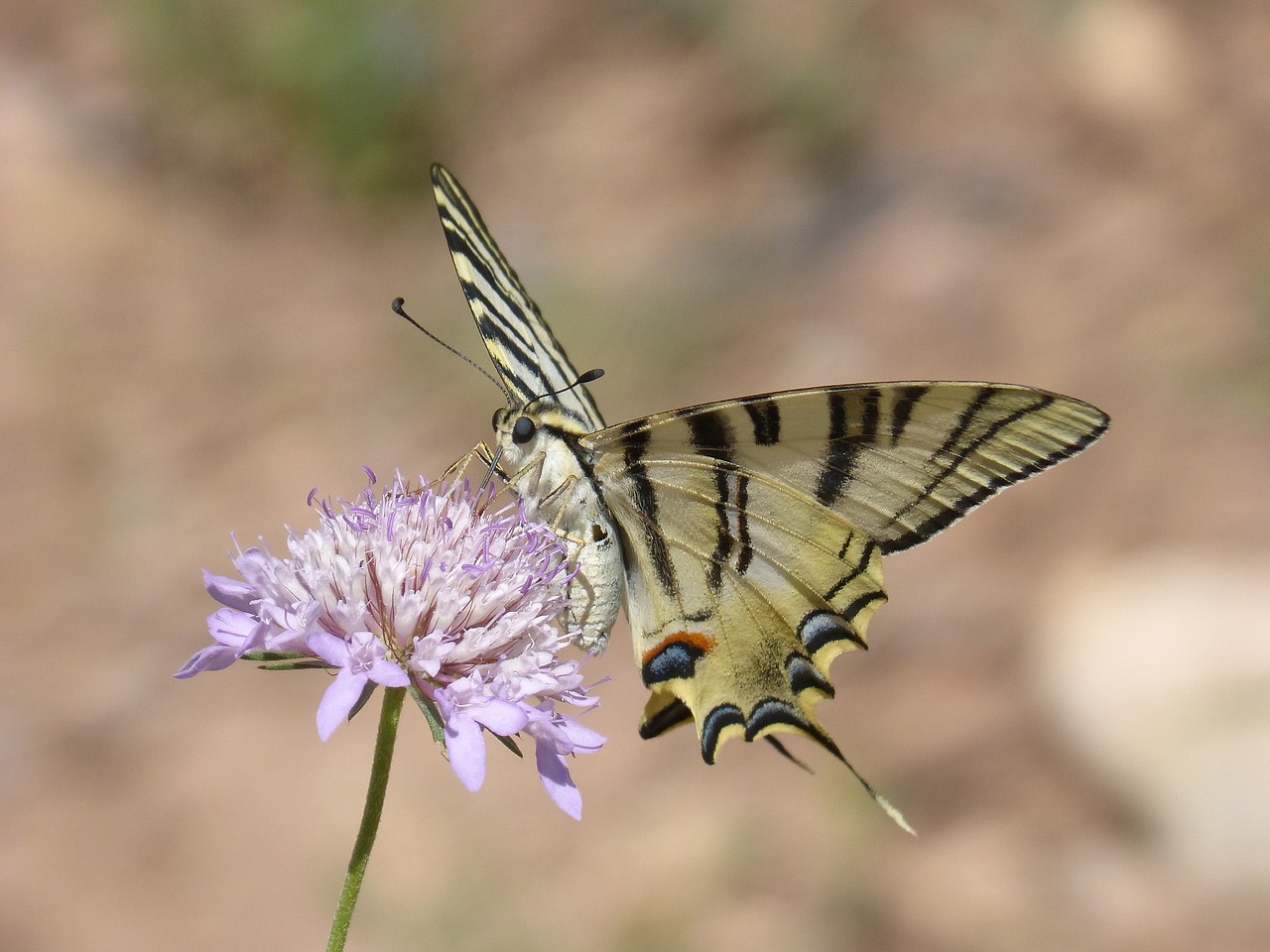 Image - papilio machaon butterfly machaon