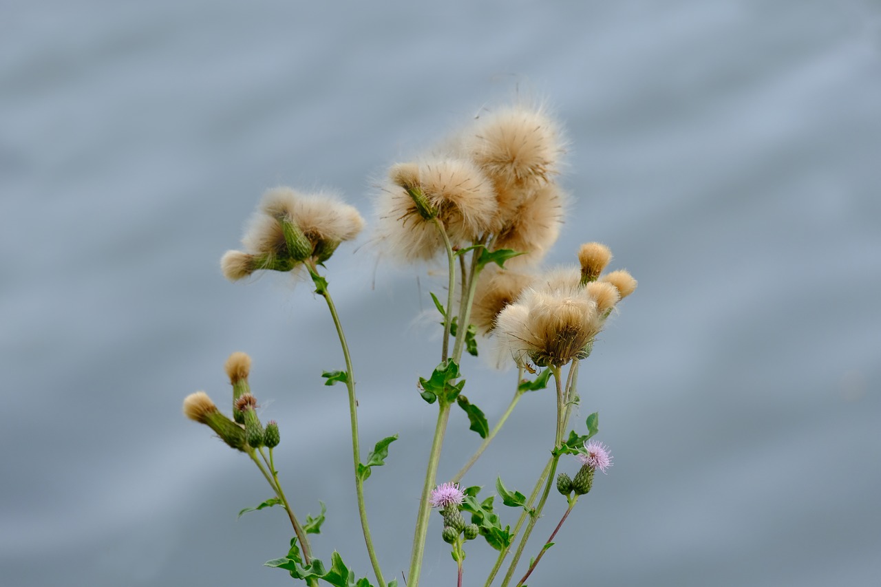 Image - creeping thistle plant wild nature