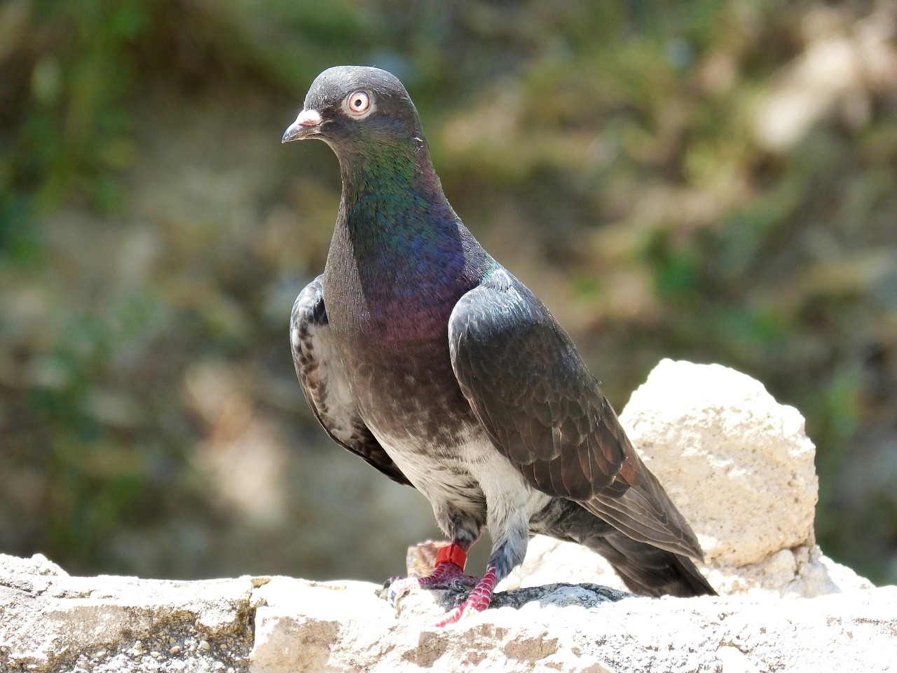 Image - bird paloma iridescent