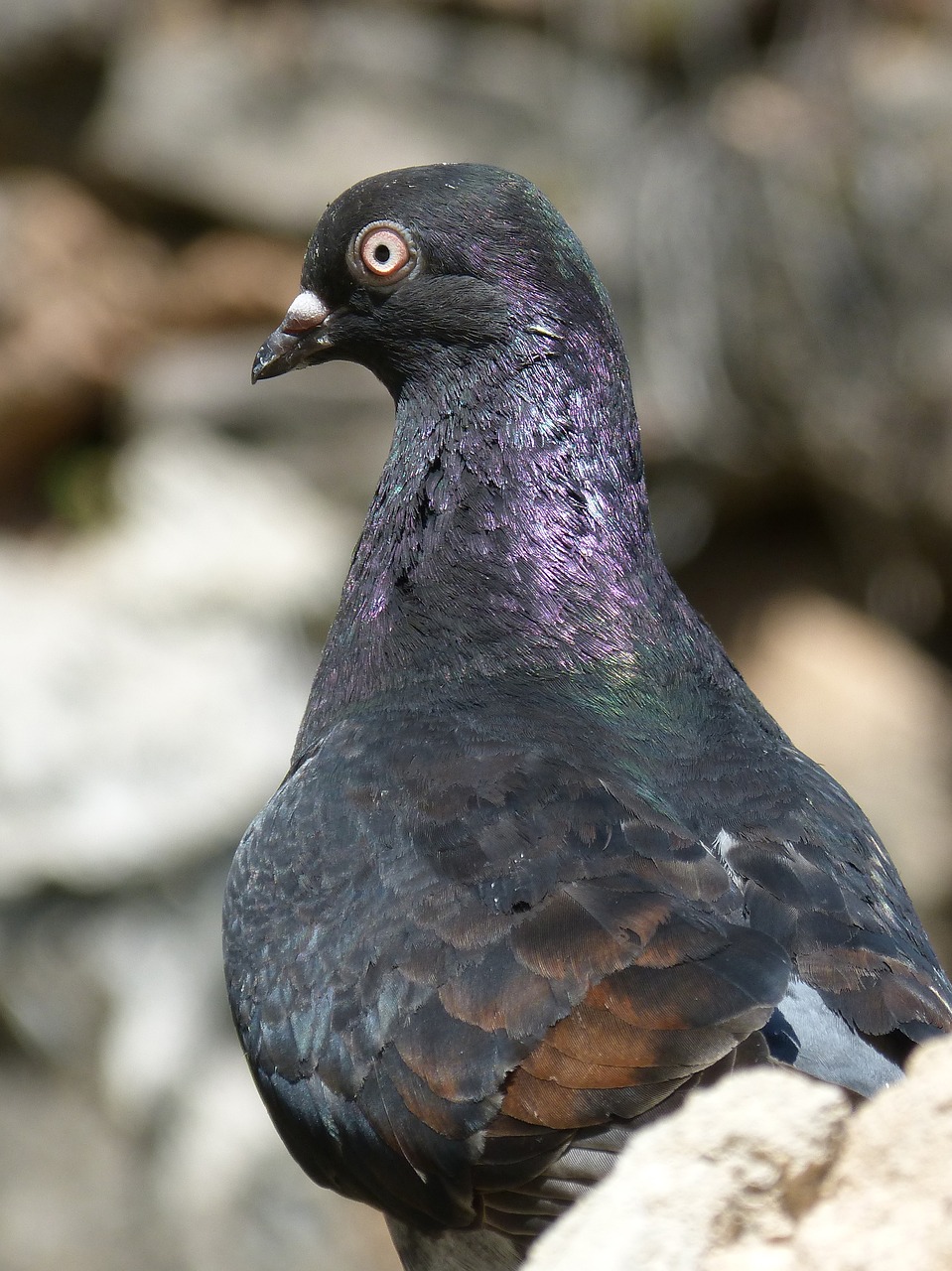 Image - bird paloma iridescent