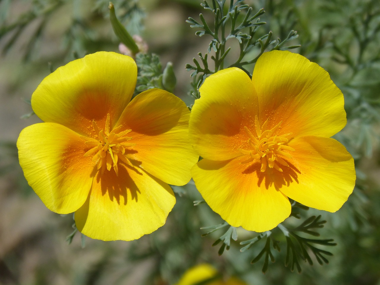 Image - california poppy flowers couple