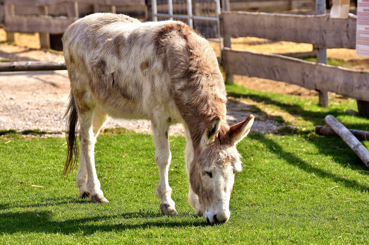 Image - donkey animal beast of burden