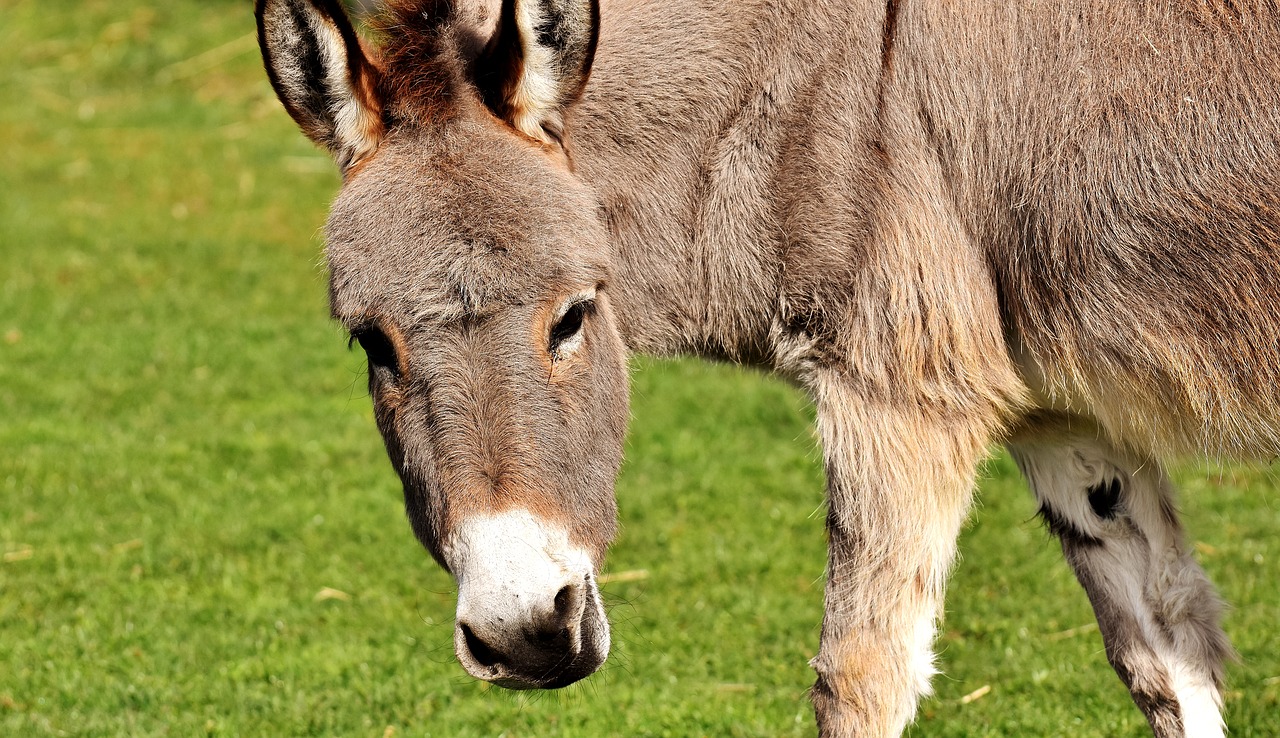 Image - donkey animal beast of burden