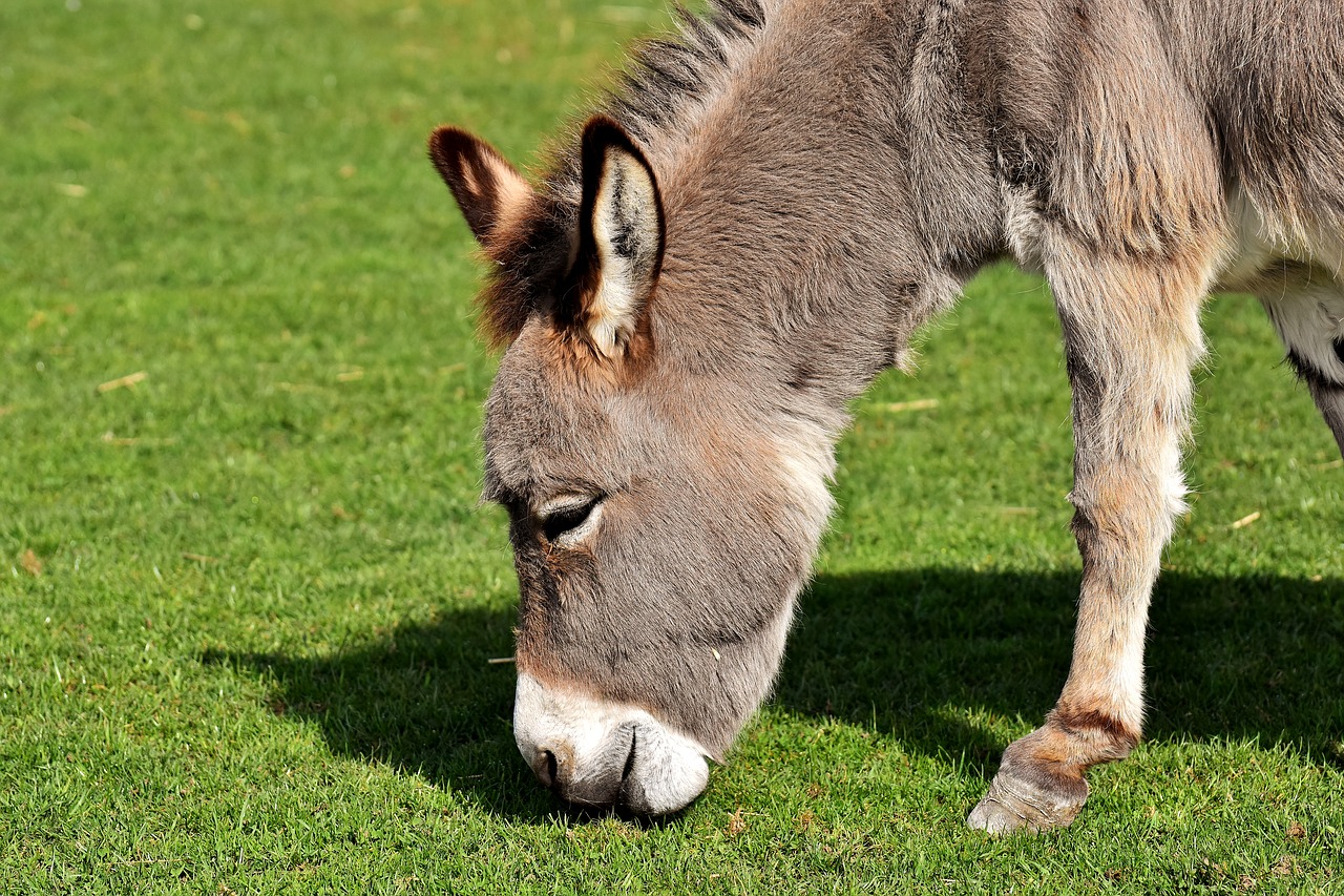 Image - donkey animal beast of burden