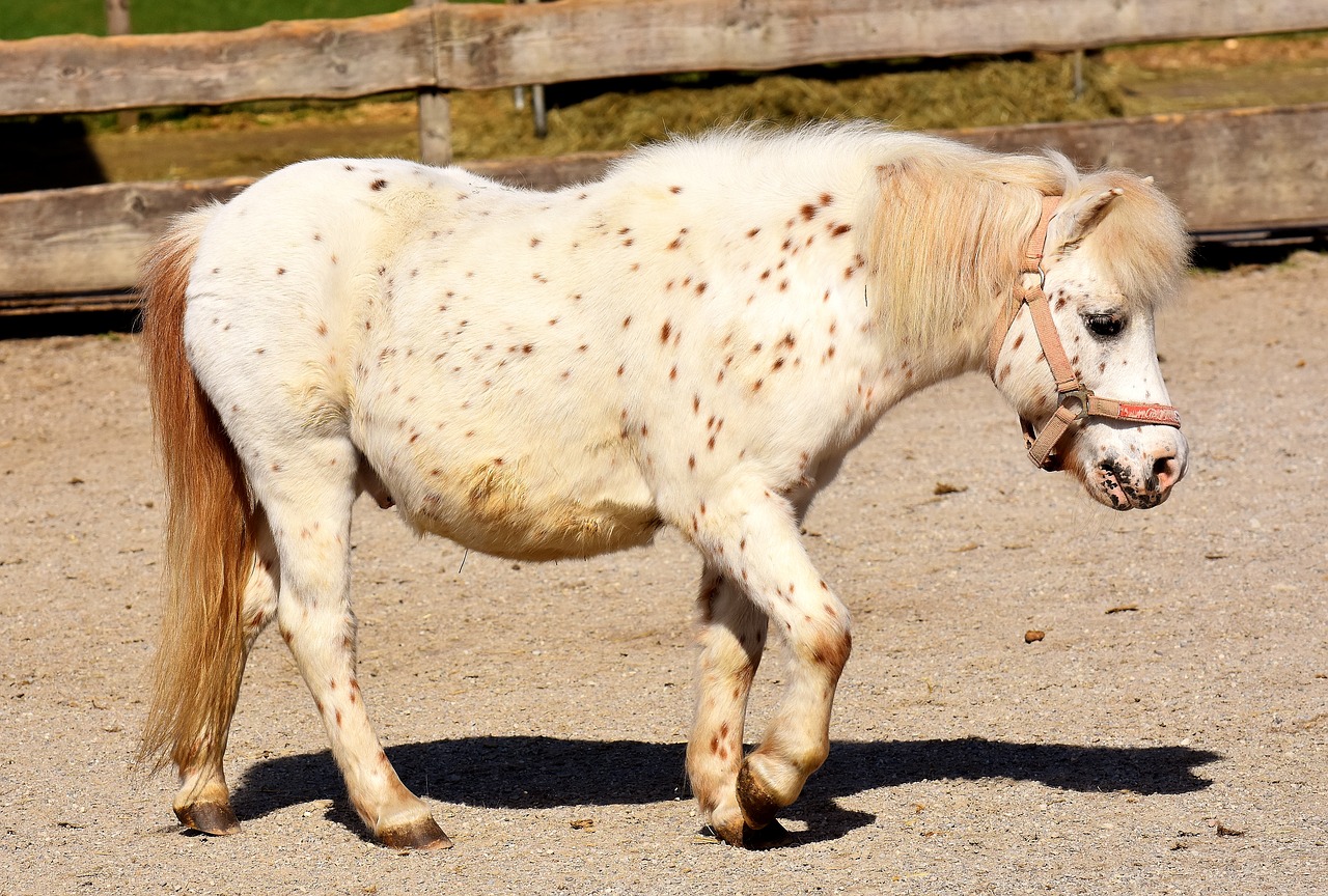 Image - pony horse white cute animal