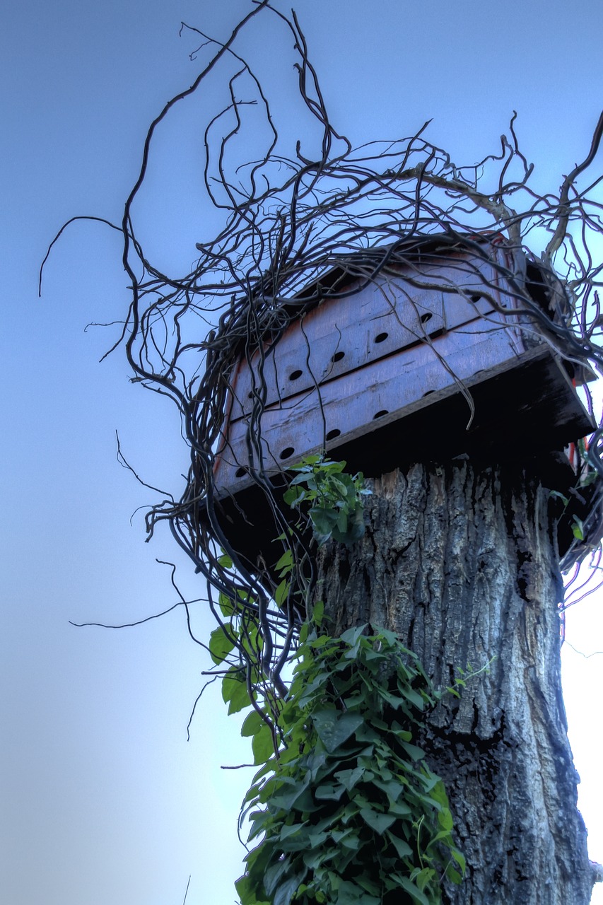 Image - birdhouse tree house nature