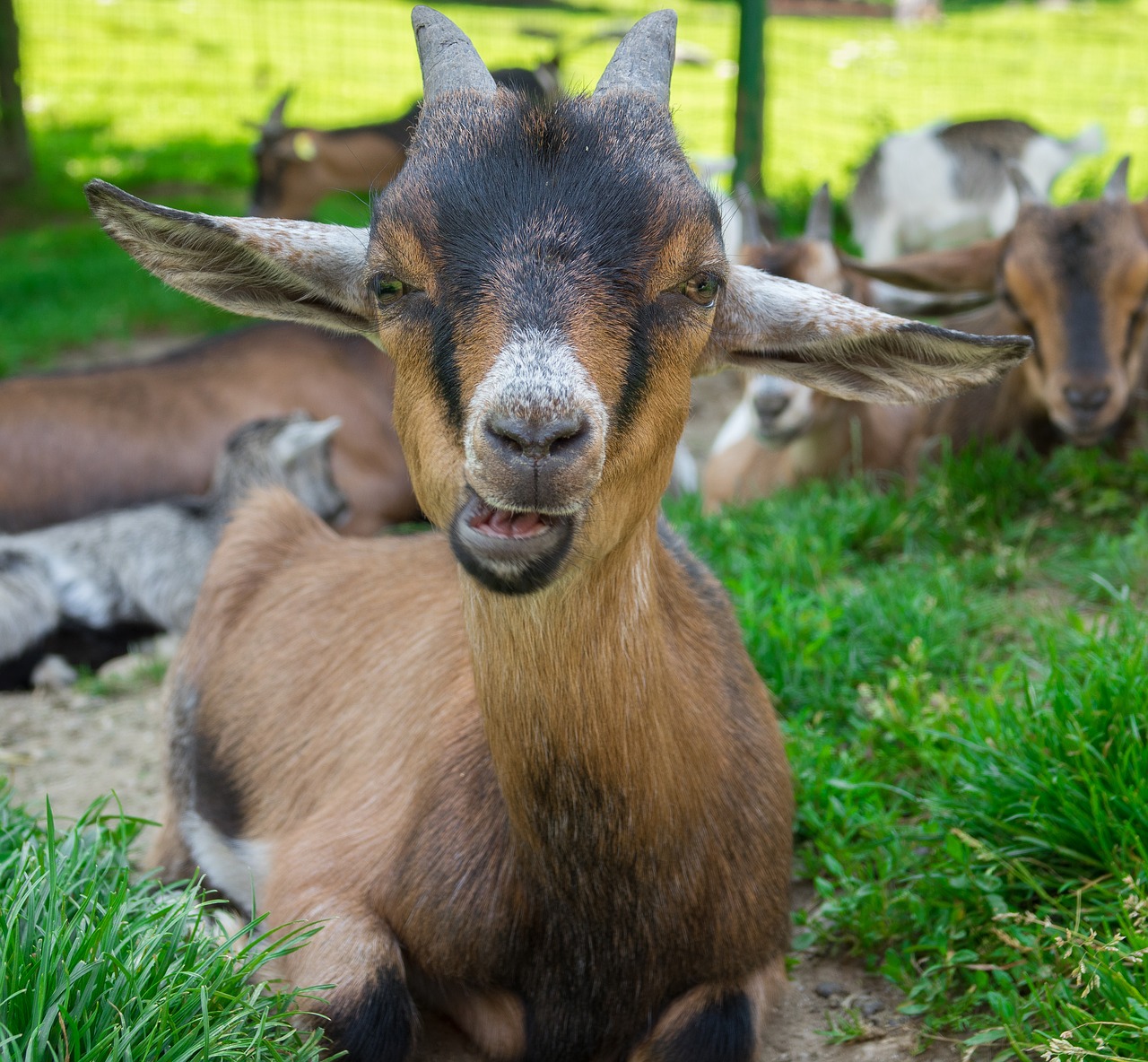 Image - goat domestic goat dwarf goat cute