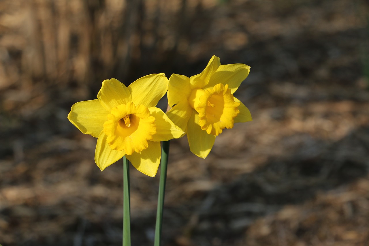 Image - spring easter lilies paaslelie