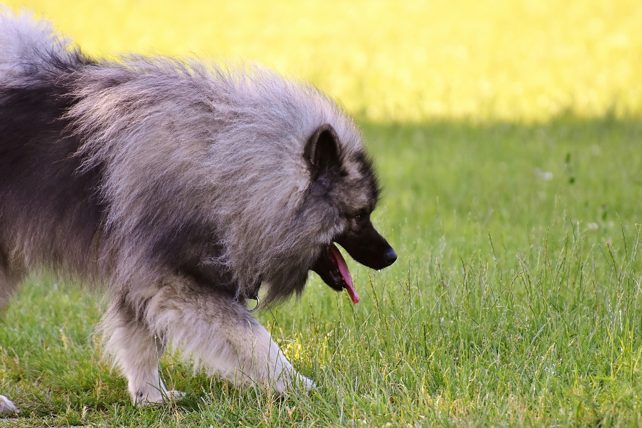 Image - keeshond race dog animal world
